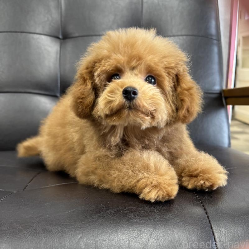 販売中の茨城県のトイプードル-421773の2枚目