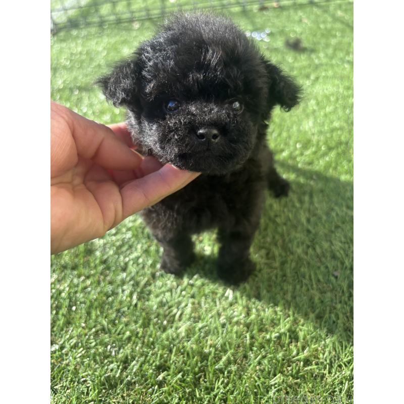 販売中の熊本県のティーカッププードル-429588の3枚目