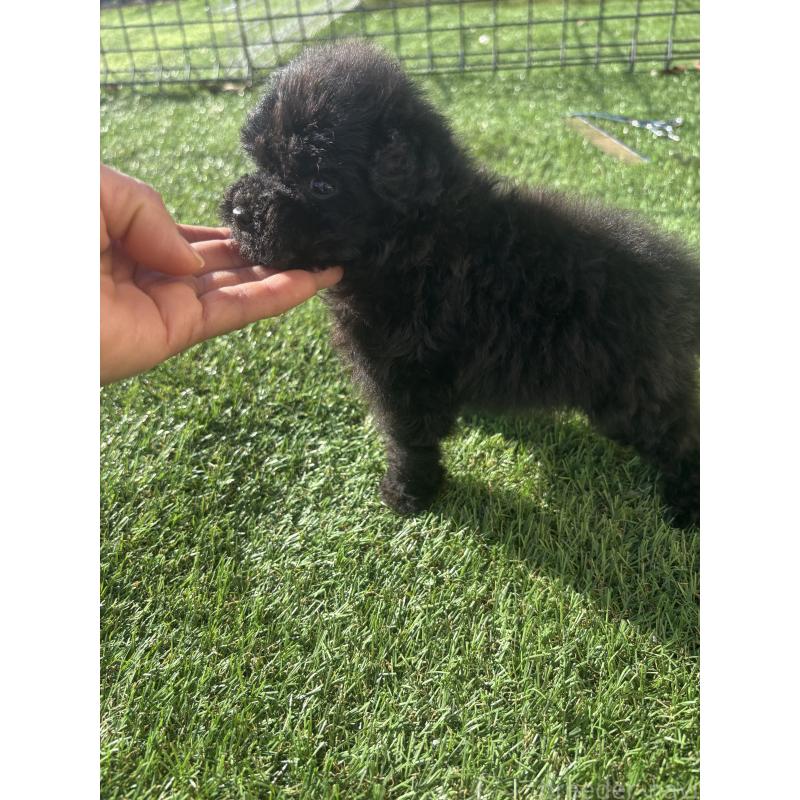 販売中の熊本県のティーカッププードル-429588の2枚目