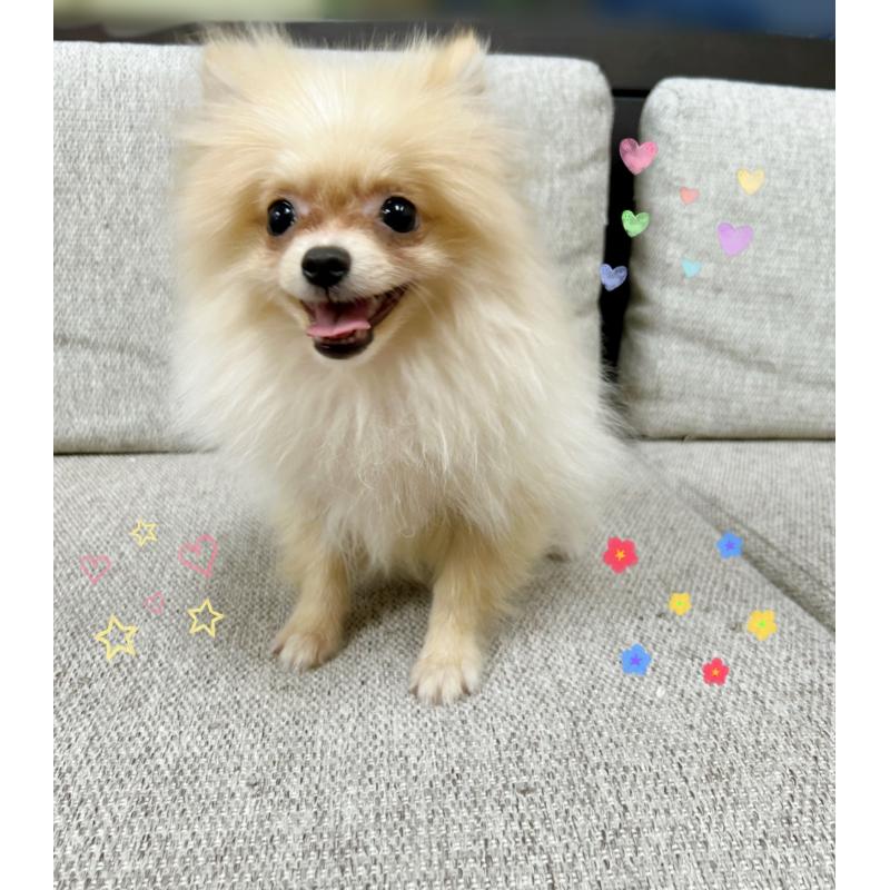 販売中の東京都のポメラニアン-409747の3枚目
