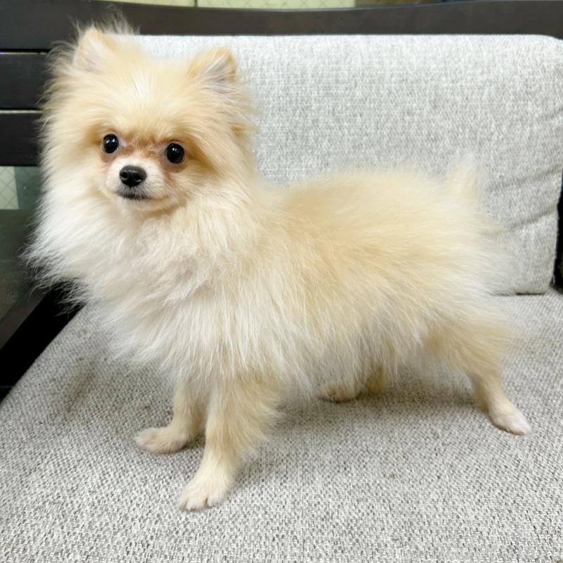 販売中の東京都のポメラニアン-409747の2枚目