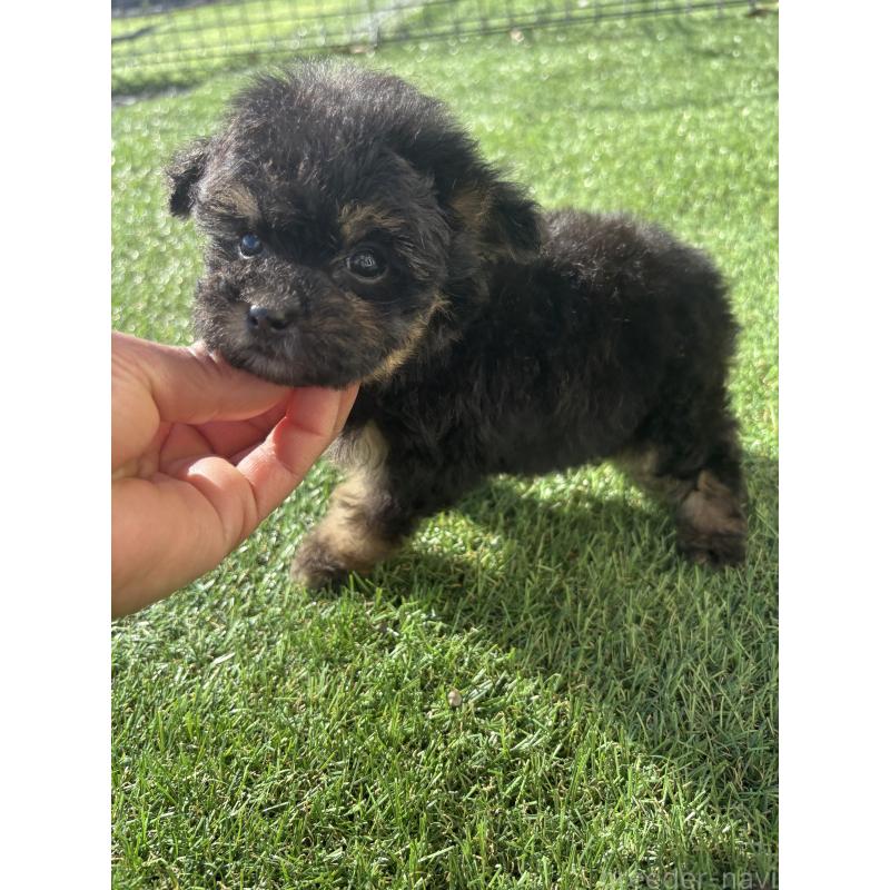 販売中の熊本県のティーカッププードル-429591の3枚目