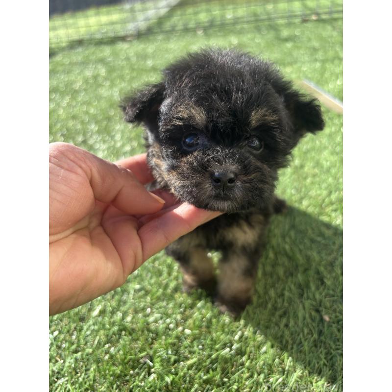 販売中の熊本県のティーカッププードル-429591の2枚目