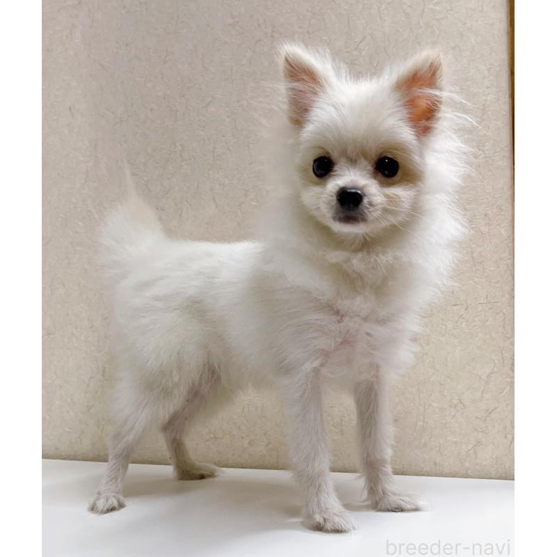 商談中の東京都のポメラニアン-411655の3枚目