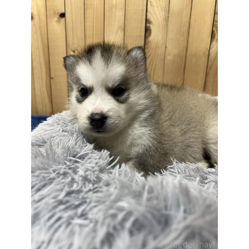 販売中の静岡県のシベリアンハスキー-429677の6枚目