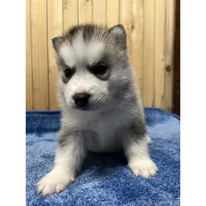 販売中の静岡県のシベリアンハスキー-429677の5枚目