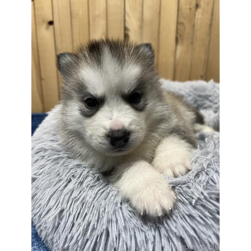 販売中の静岡県のシベリアンハスキー-429677の4枚目