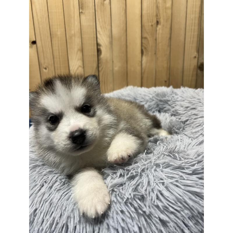 販売中の静岡県のシベリアンハスキー-429677の3枚目