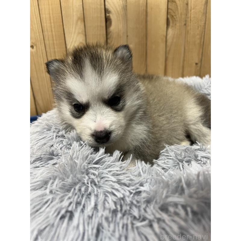 販売中の静岡県のシベリアンハスキー-429677の2枚目