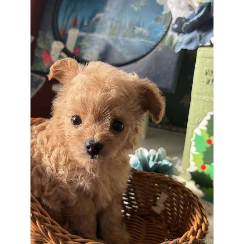 販売中の宮崎県のチワプー:チワワ×トイプードル-429676の10枚目