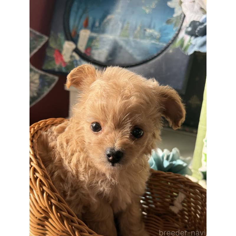 販売中の宮崎県のチワプー:チワワ×トイプードル-429676の9枚目