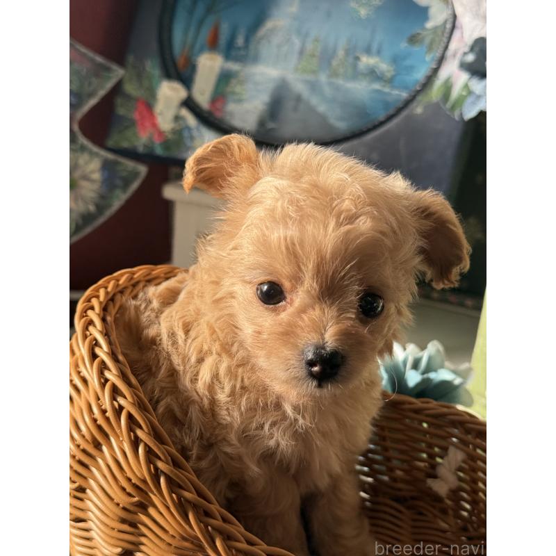 販売中の宮崎県のチワプー:チワワ×トイプードル-429676の8枚目