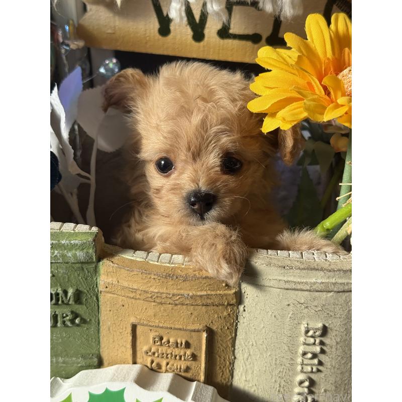 販売中の宮崎県のチワプー:チワワ×トイプードル-429676の7枚目