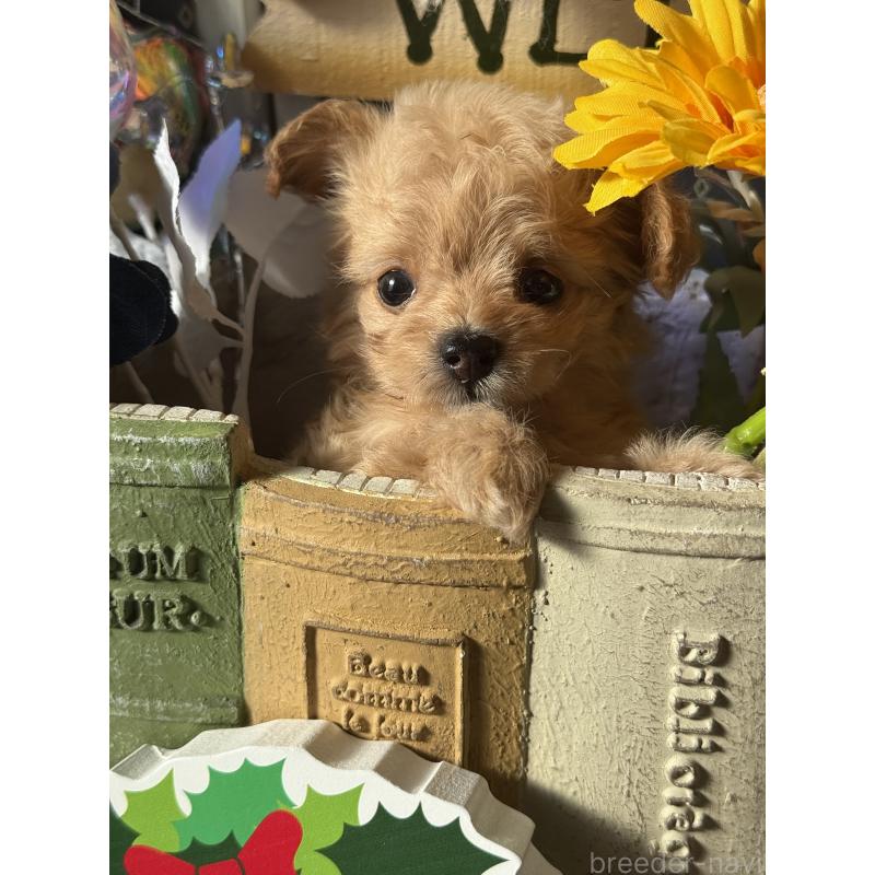 販売中の宮崎県のチワプー:チワワ×トイプードル-429676の6枚目