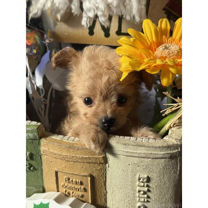 販売中の宮崎県のチワプー:チワワ×トイプードル-429676の5枚目