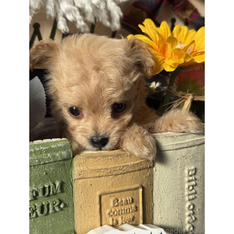 販売中の宮崎県のチワプー:チワワ×トイプードル-429676の4枚目