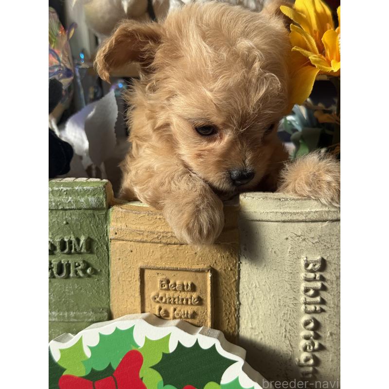 販売中の宮崎県のチワプー:チワワ×トイプードル-429676の3枚目