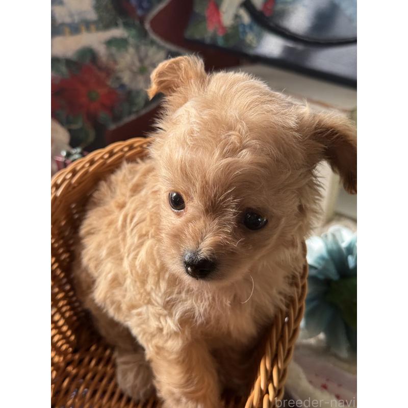 販売中の宮崎県のチワプー:チワワ×トイプードル-429676の2枚目