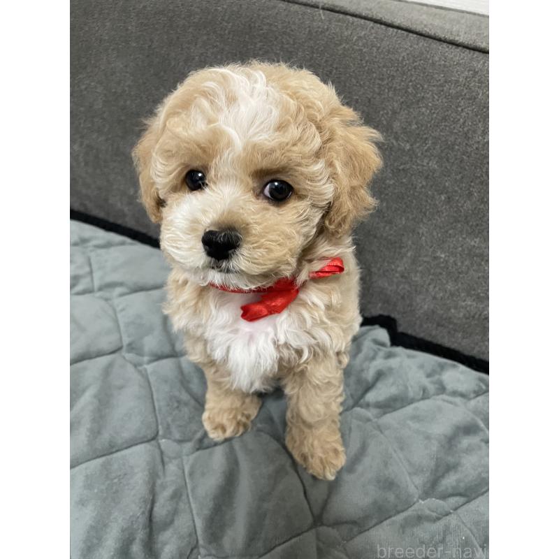 販売中の福岡県のマルプー:マルチーズ×トイプードル-429678の4枚目