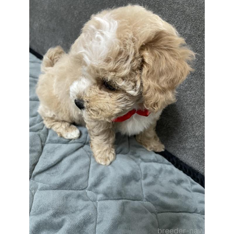 販売中の福岡県のマルプー:マルチーズ×トイプードル-429678の3枚目