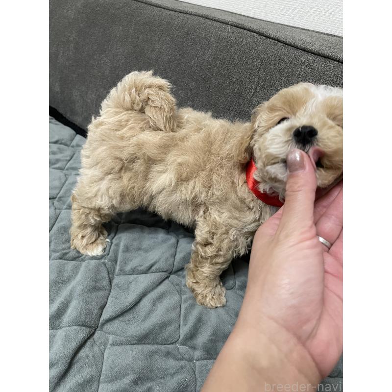 販売中の福岡県のマルプー:マルチーズ×トイプードル-429678の2枚目