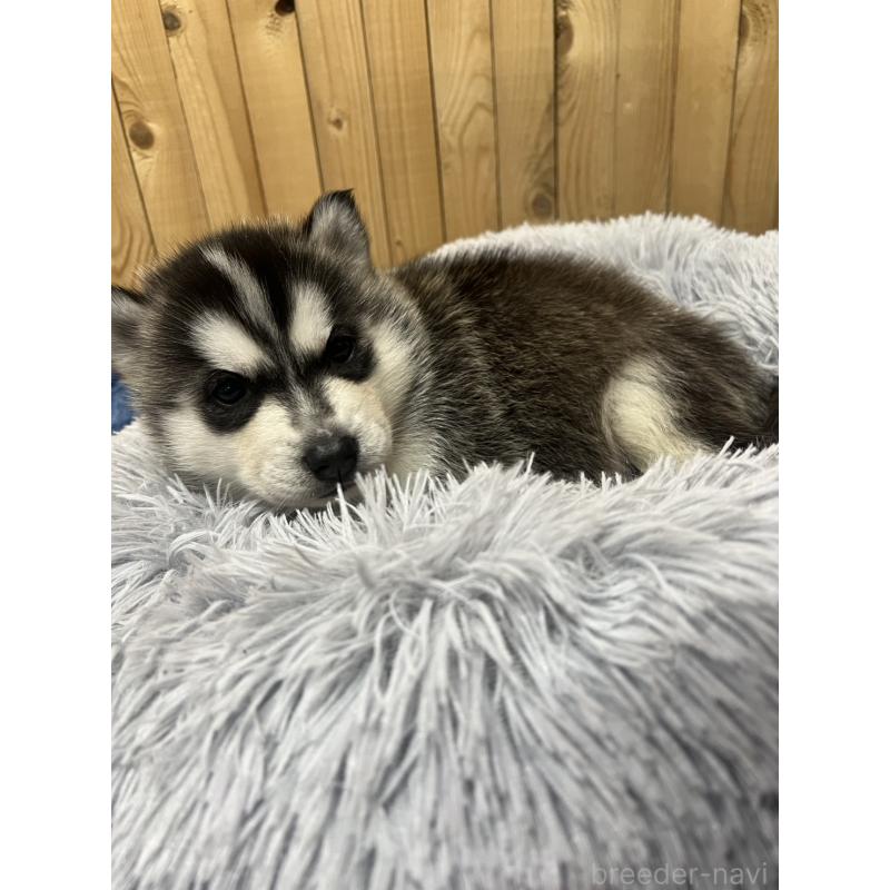 販売中の静岡県のシベリアンハスキー-429679の7枚目