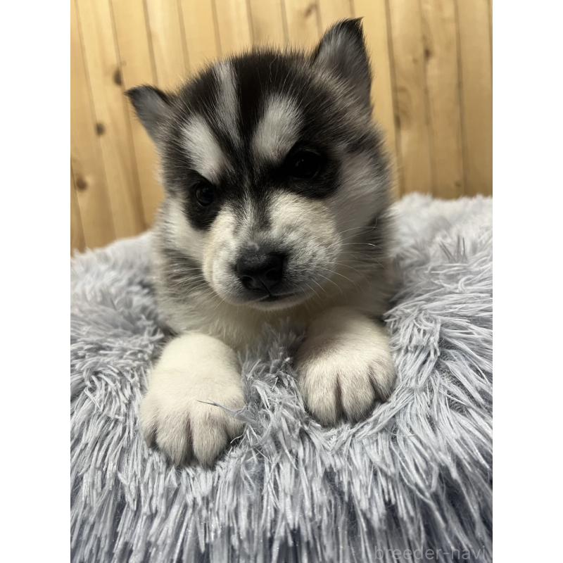 販売中の静岡県のシベリアンハスキー-429679の6枚目