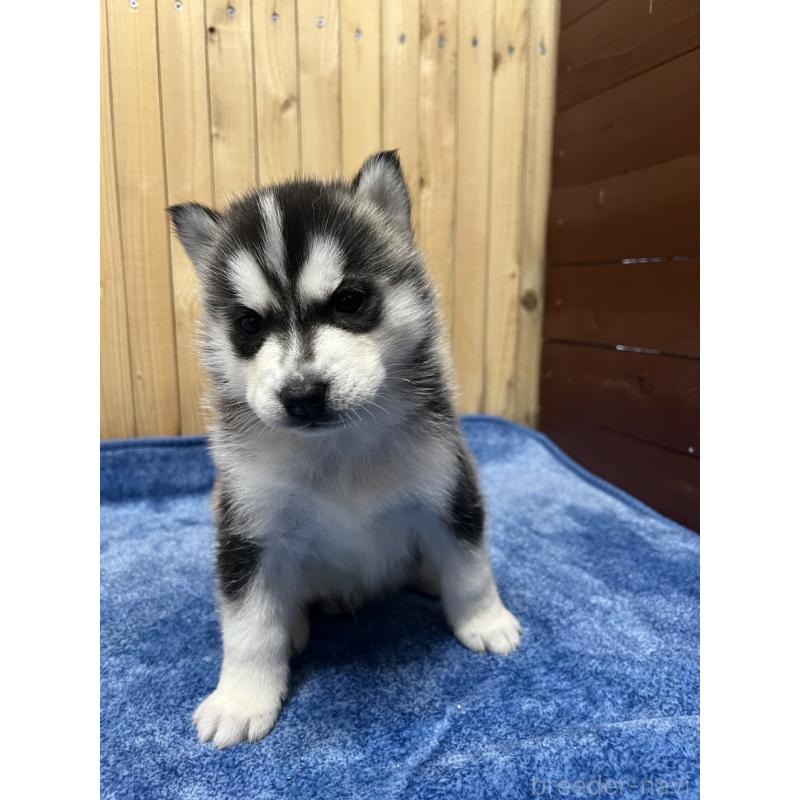 販売中の静岡県のシベリアンハスキー-429679の5枚目