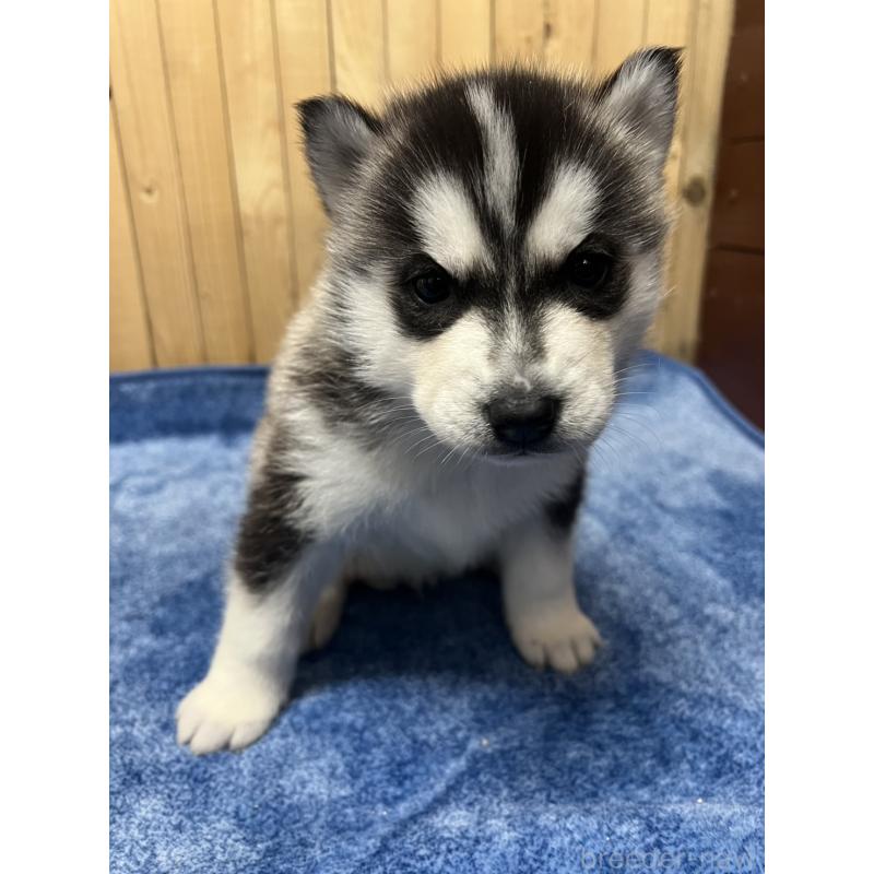 販売中の静岡県のシベリアンハスキー-429679の4枚目