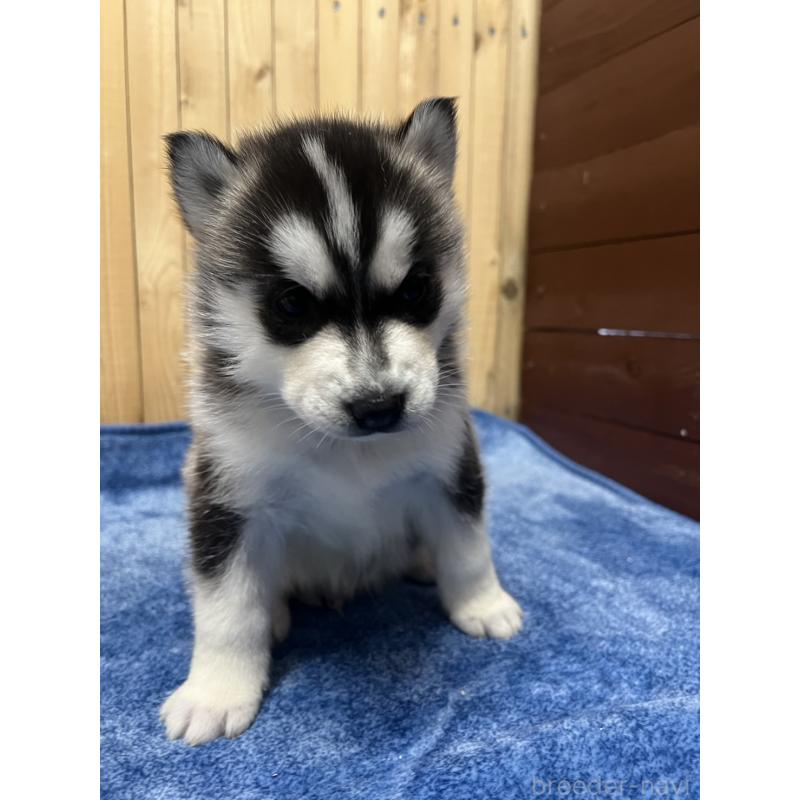 販売中の静岡県のシベリアンハスキー-429679の3枚目