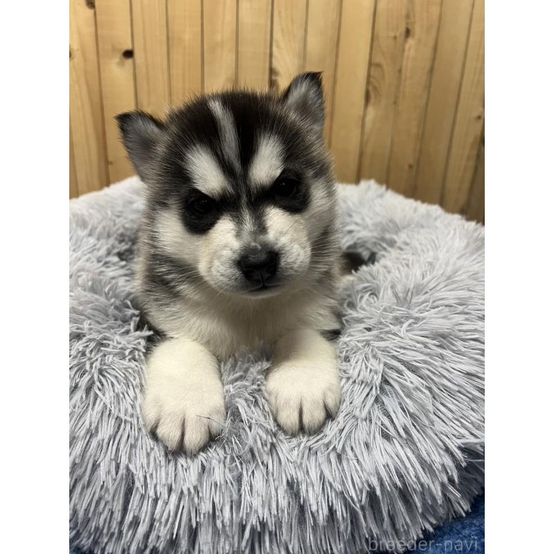 販売中の静岡県のシベリアンハスキー-429679の2枚目