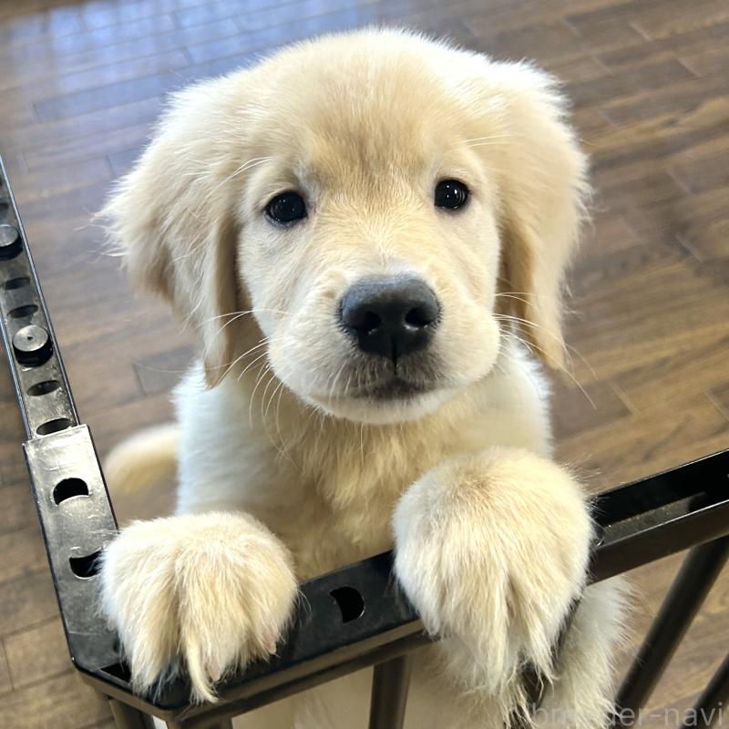 販売中の栃木県のゴールデンレトリーバー-421578