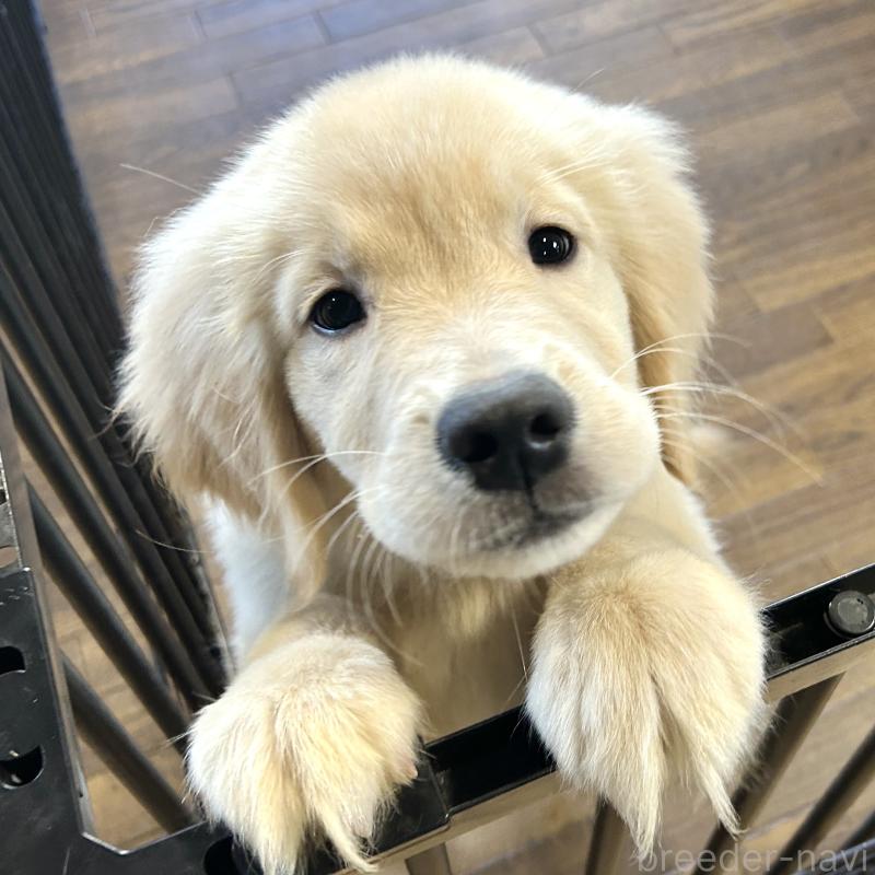 販売中の栃木県のゴールデンレトリーバー-421578の2枚目