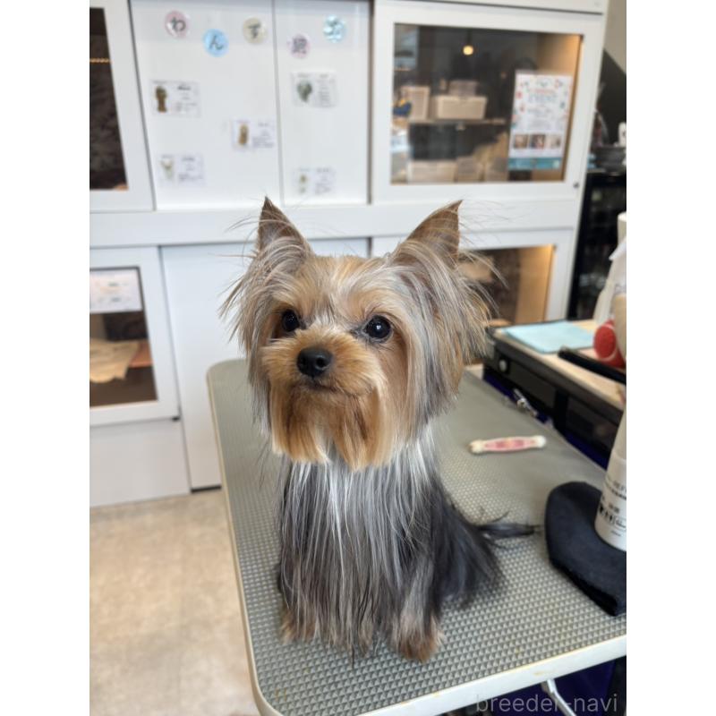 販売中の東京都のヨークシャーテリア-425168の4枚目