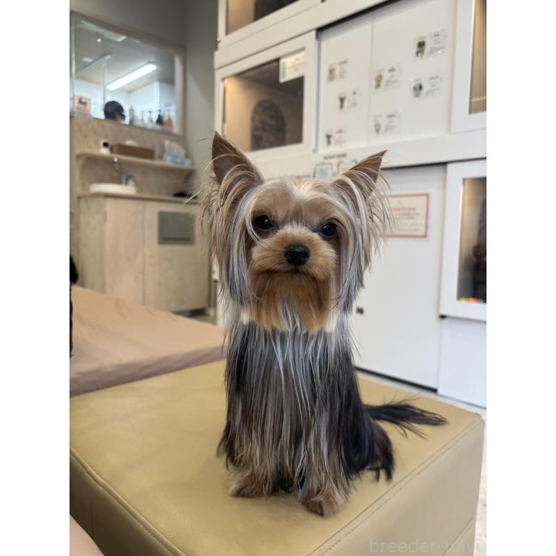 販売中の東京都のヨークシャーテリア-425168の3枚目