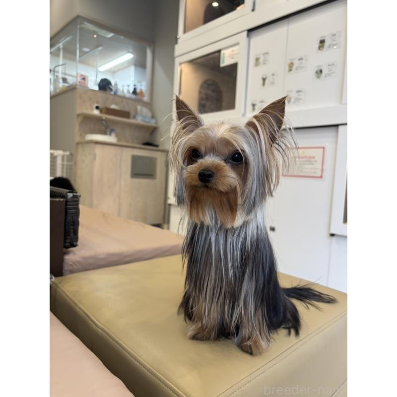 販売中の東京都のヨークシャーテリア-425168の2枚目