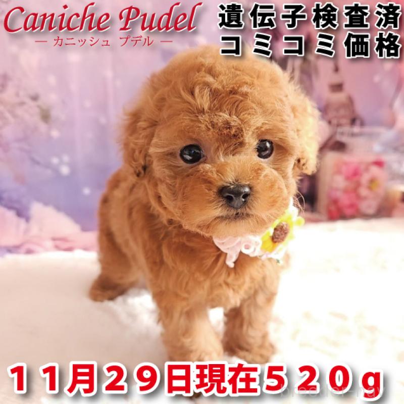 販売中の岐阜県のタイニープードル-429680