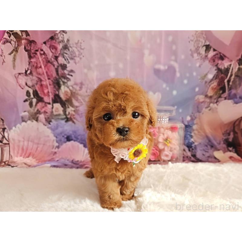 販売中の岐阜県のタイニープードル-429680の12枚目