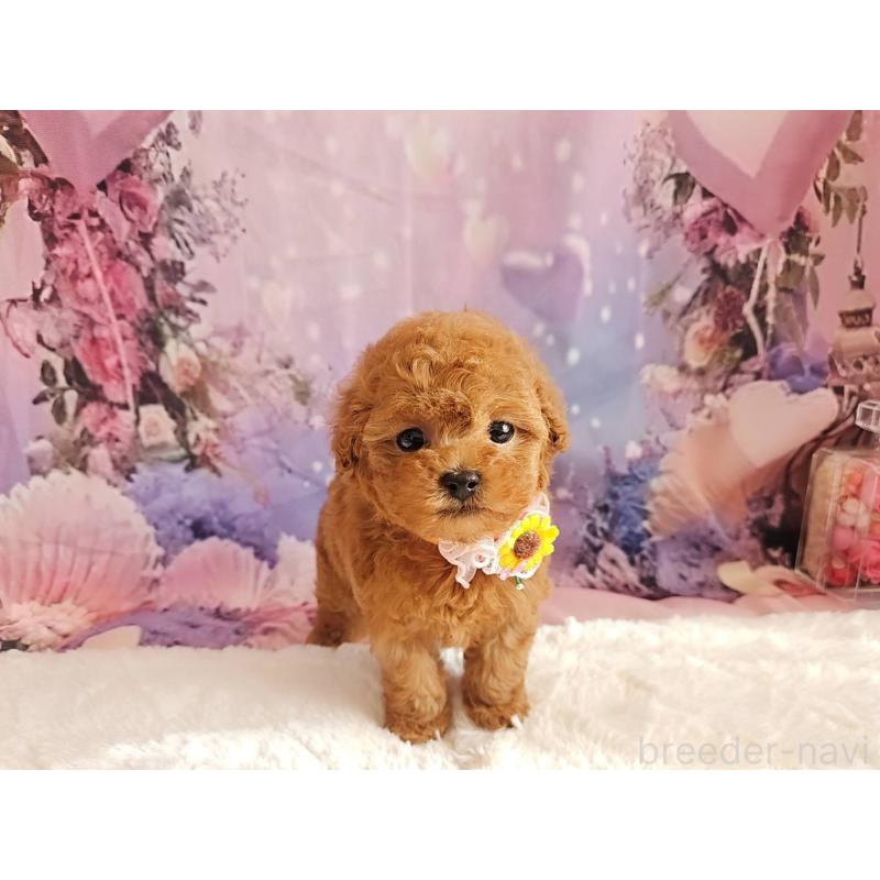 販売中の岐阜県のタイニープードル-429680の9枚目