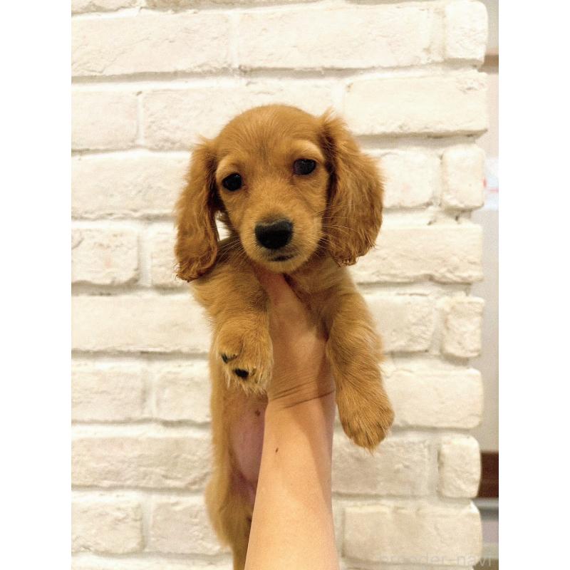 販売中の東京都のミニチュアダックスフンド(ロングヘアード)-426453の2枚目