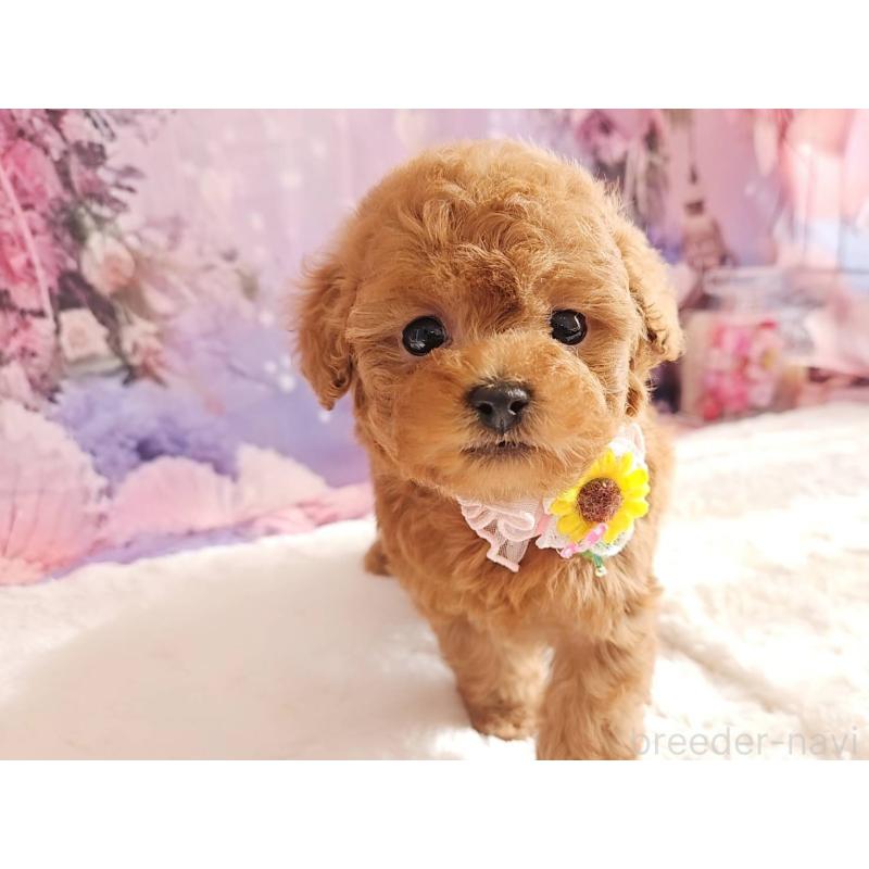 販売中の岐阜県のタイニープードル-429680の7枚目