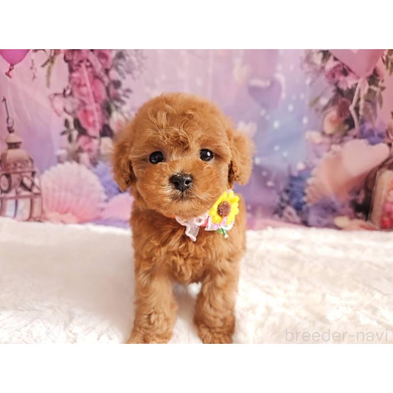 販売中の岐阜県のタイニープードル-429680の6枚目