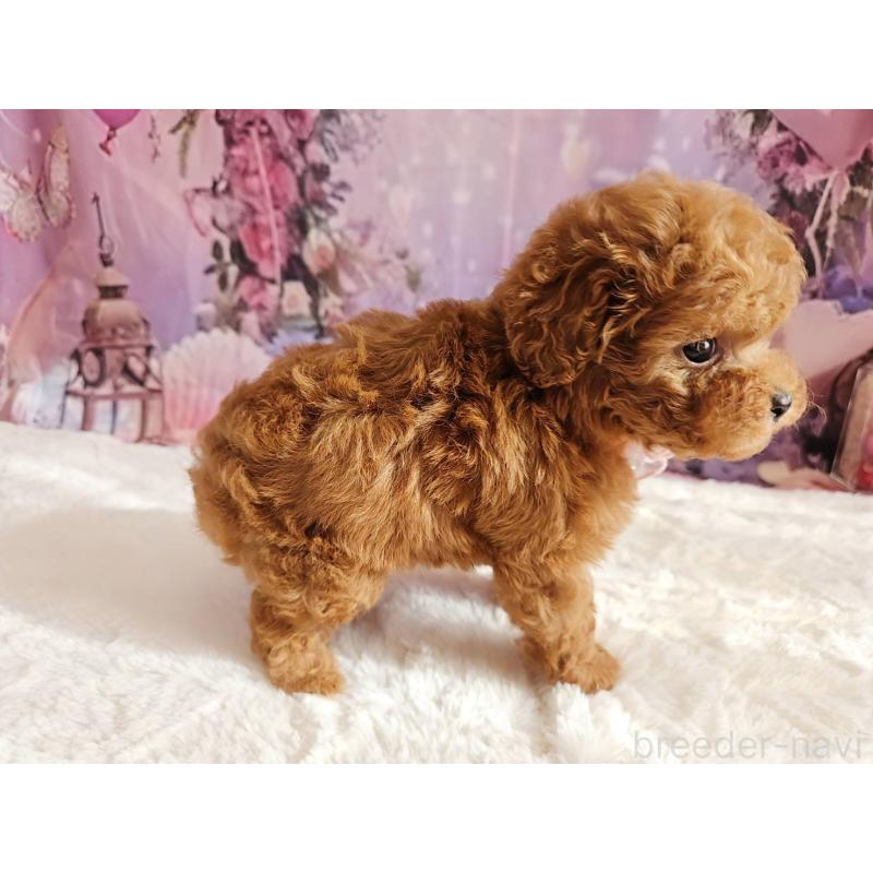 販売中の岐阜県のタイニープードル-429680の5枚目