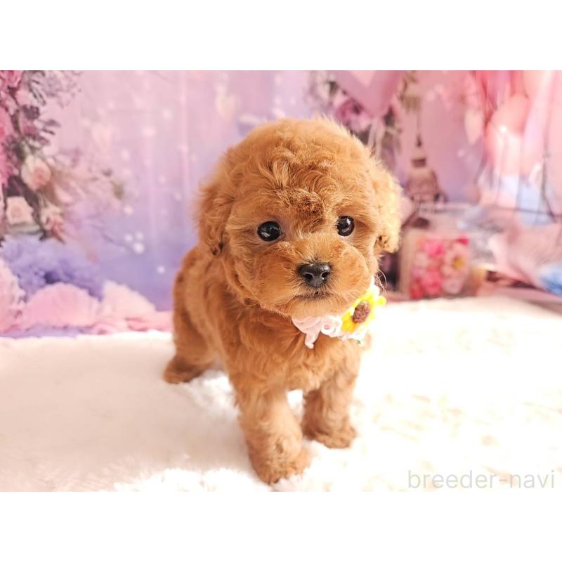 販売中の岐阜県のタイニープードル-429680の2枚目