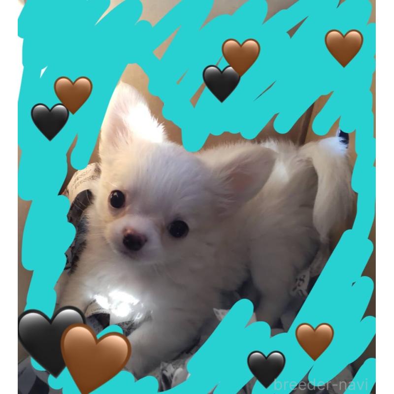 販売中の千葉県のチワワ(ロングコート)-429682の3枚目