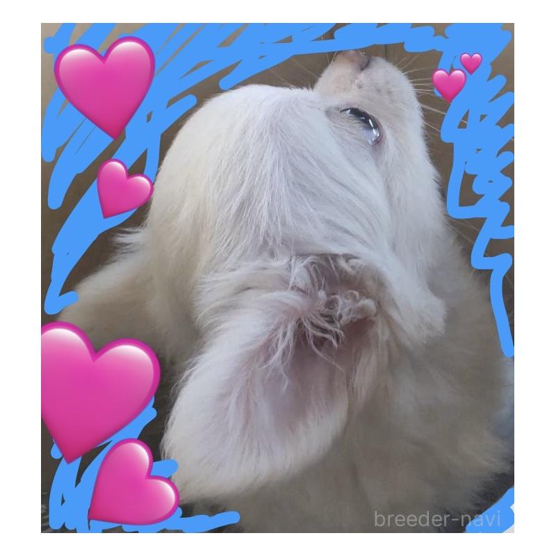 販売中の千葉県のチワワ(ロングコート)-429682の2枚目