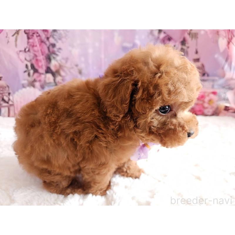 販売中の岐阜県のトイプードル-429681の8枚目