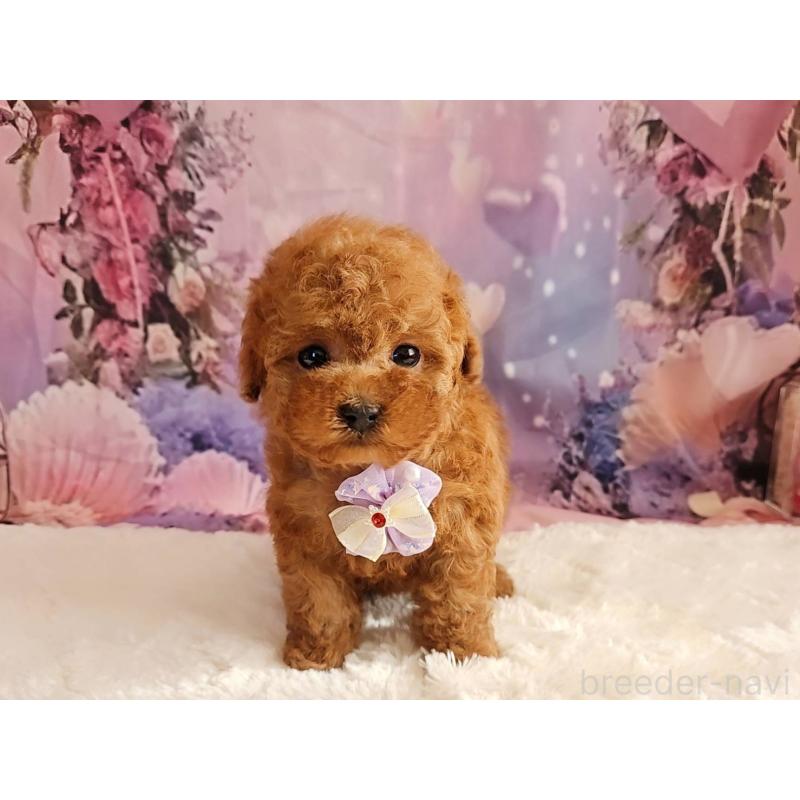 販売中の岐阜県のトイプードル-429681の7枚目