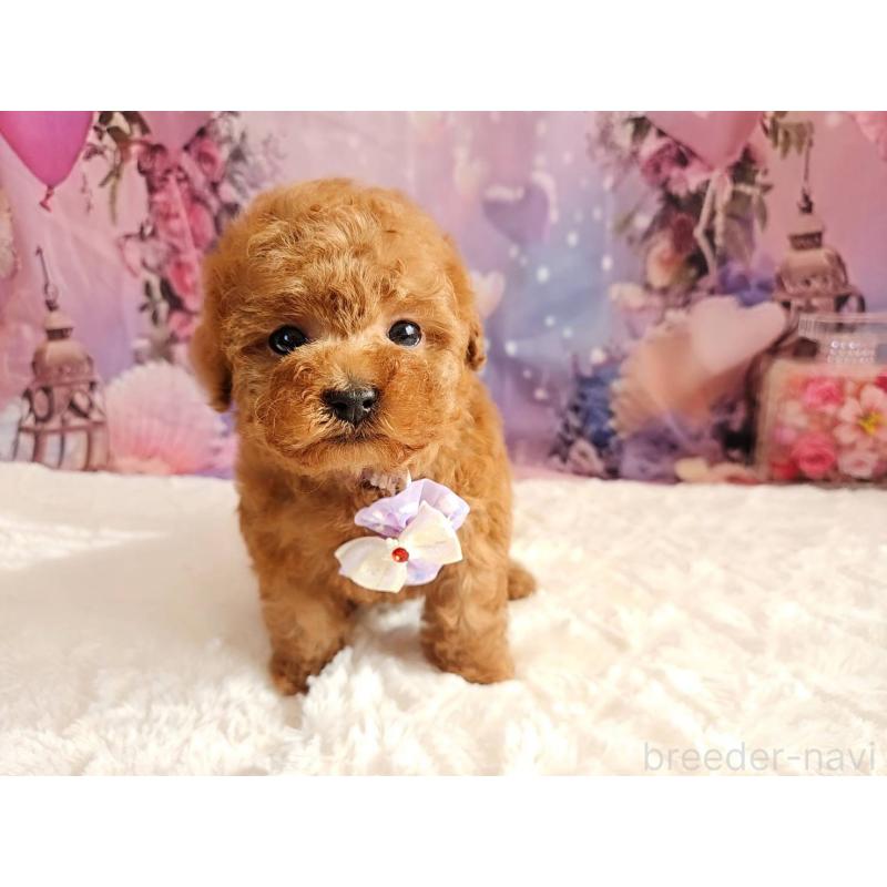 販売中の岐阜県のトイプードル-429681の6枚目