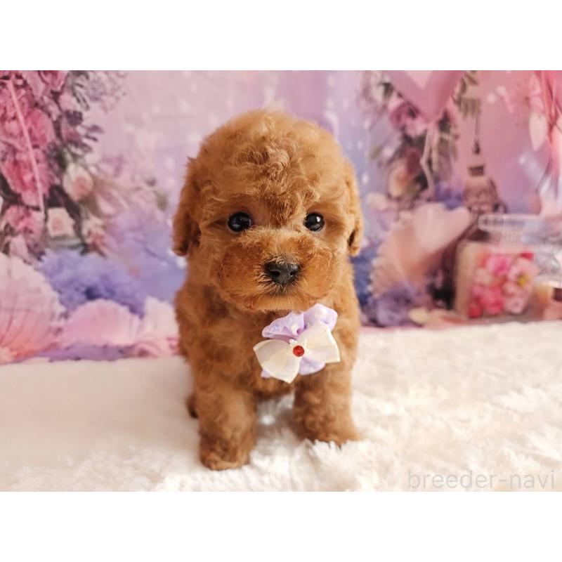 販売中の岐阜県のトイプードル-429681の5枚目